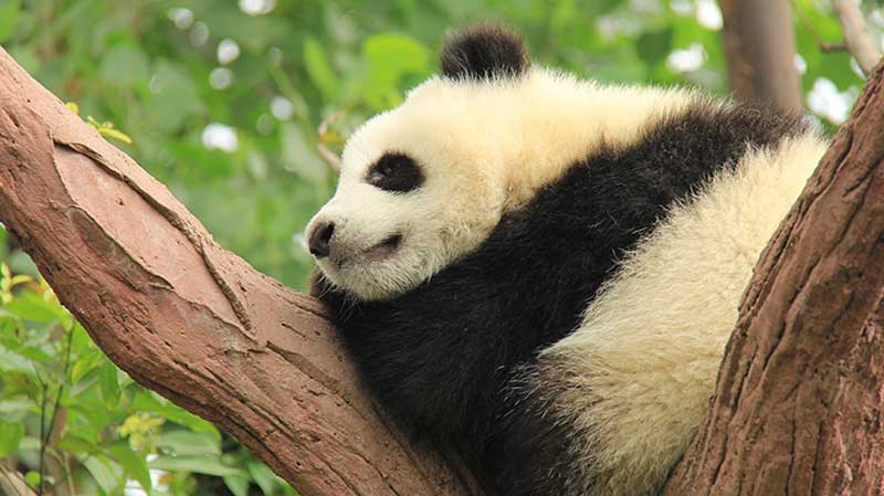 马来西亚去中国旅游需要签证吗？2026 最新入境政策与实用攻略