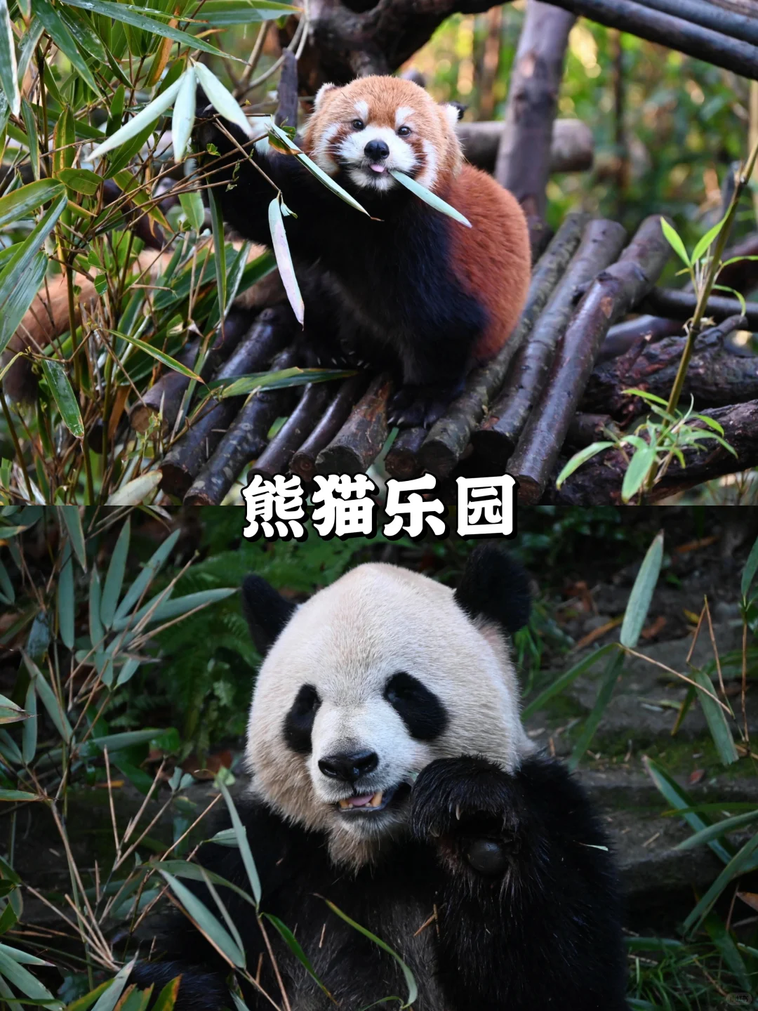 为什么说四川是孩子最好的旅行课堂？一份高质量亲子旅游攻略