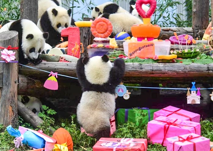 成都熊猫基地志愿者+青城山都江堰4日精品私人游