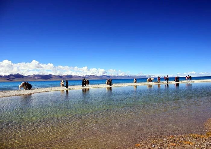 纳木措牦牛合影