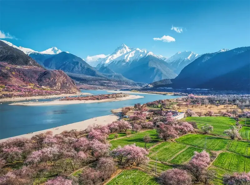 林芝春日桃花美景