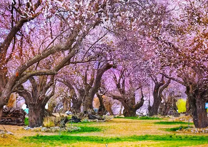 3月适合去西藏旅游吗？3月西藏游客多吗？一篇讲清气候、花期与人流情况（2026深度解析）